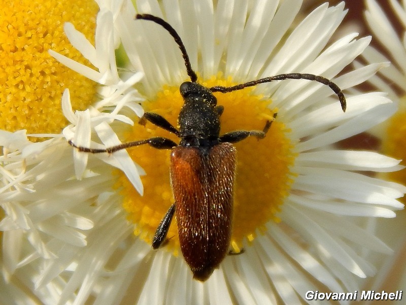 Serie di Cerambycidae del Parco del Ticino